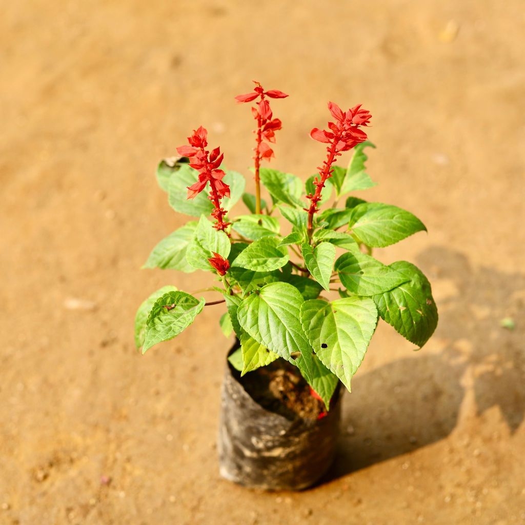 Salvia Red in 3 Inch Nursery Bag