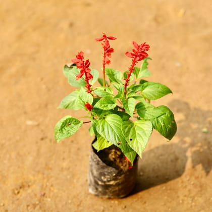 Buy Salvia Red in 3 Inch Nursery Bag Online | Urvann.com