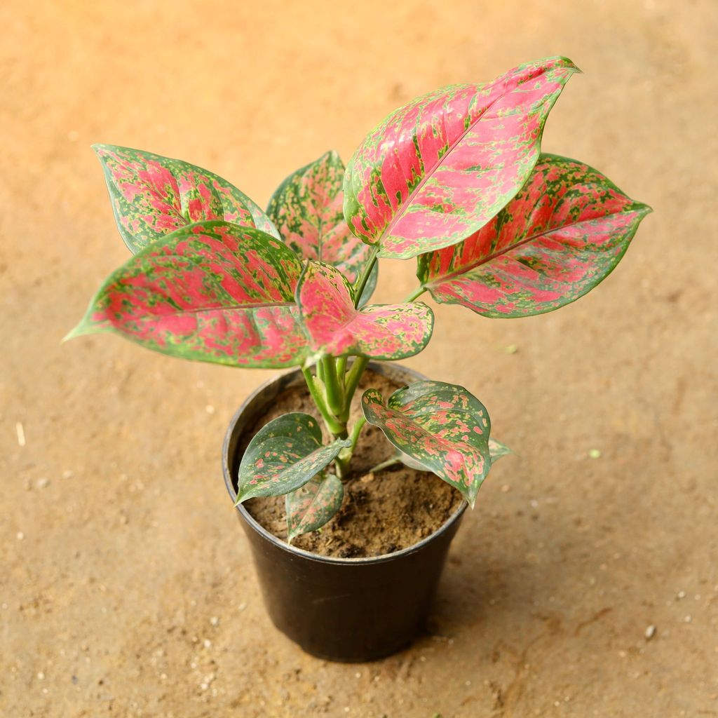 Aglaonema Anyanmanee in 5 Inch Nursery Pot