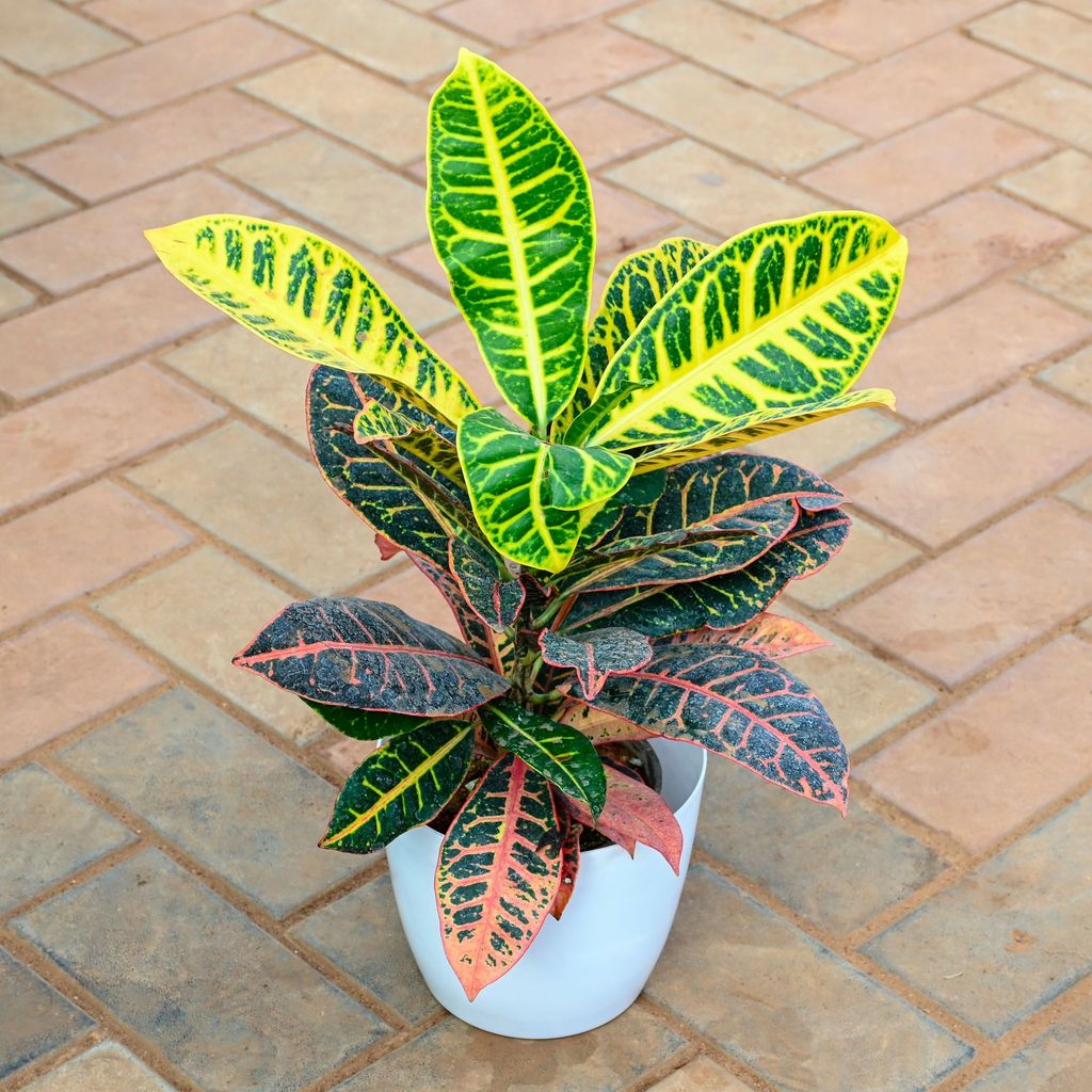 Croton Petra in 7 Inch Classy White Premium Plastic Pot