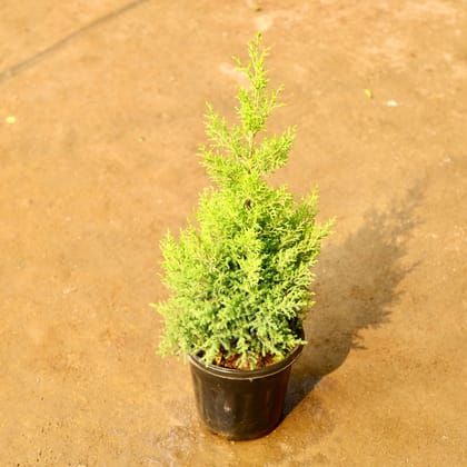 Buy Cypress Green in 7 Inch Nursery Pot Online | Urvann.com