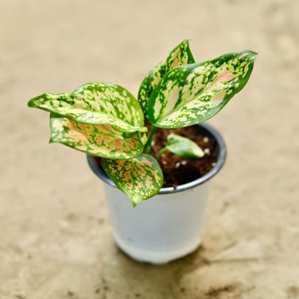 Buy Aglaonema Pink Dalmatian in 4 Inch Nursery Pot Online | Urvann.com