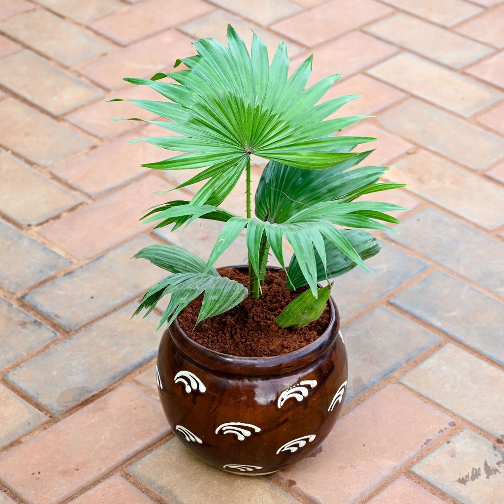 China / Fan Palm in 8 Inch Classy Matki Designer Ceramic Pot (any colour & design)