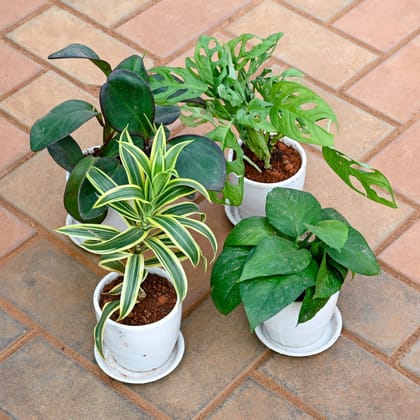 Buy Set of 4 - Money Plant Green, Song of India , Monstera Broken Heart & Peperomia / Radiator Plant Black in 4 Inch Classy White Cup Ceramic Pot with Tray Online | Urvann.com