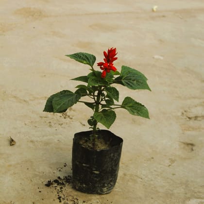 Buy Salvia Red in 4 Inch Nursery Bag Online | Urvann.com