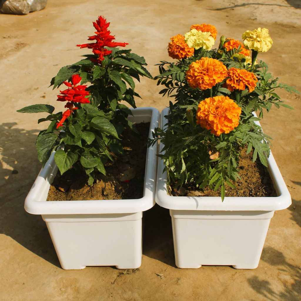 Set of 2 - Marigold / Genda & Salvia (any colour) in 16 Inch Classy White Rectangular Window Plastic Planter