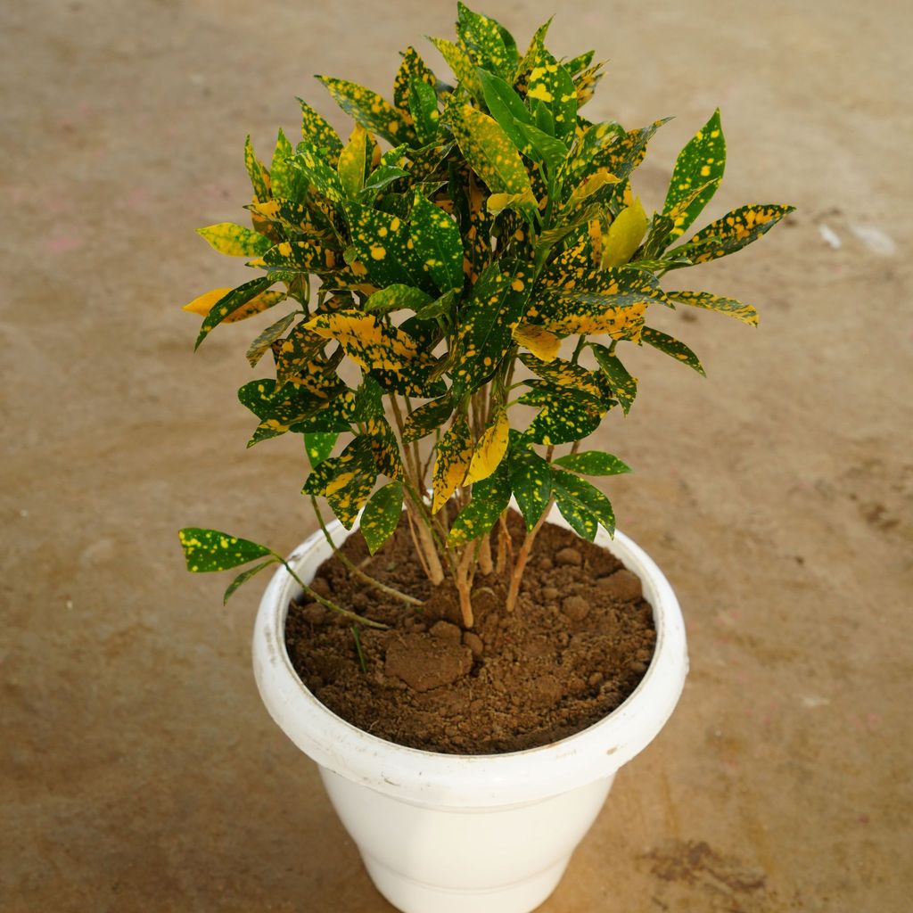 Baby Croton in 10 Inch Classy White Plastic Pot