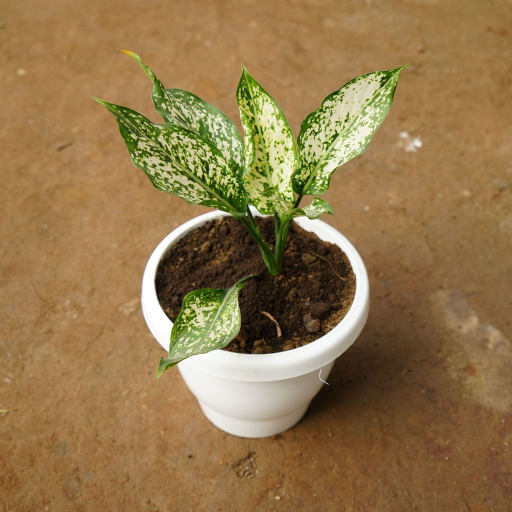 Aglaonema Snow White in 8 Inch Classy White Plastic Pot