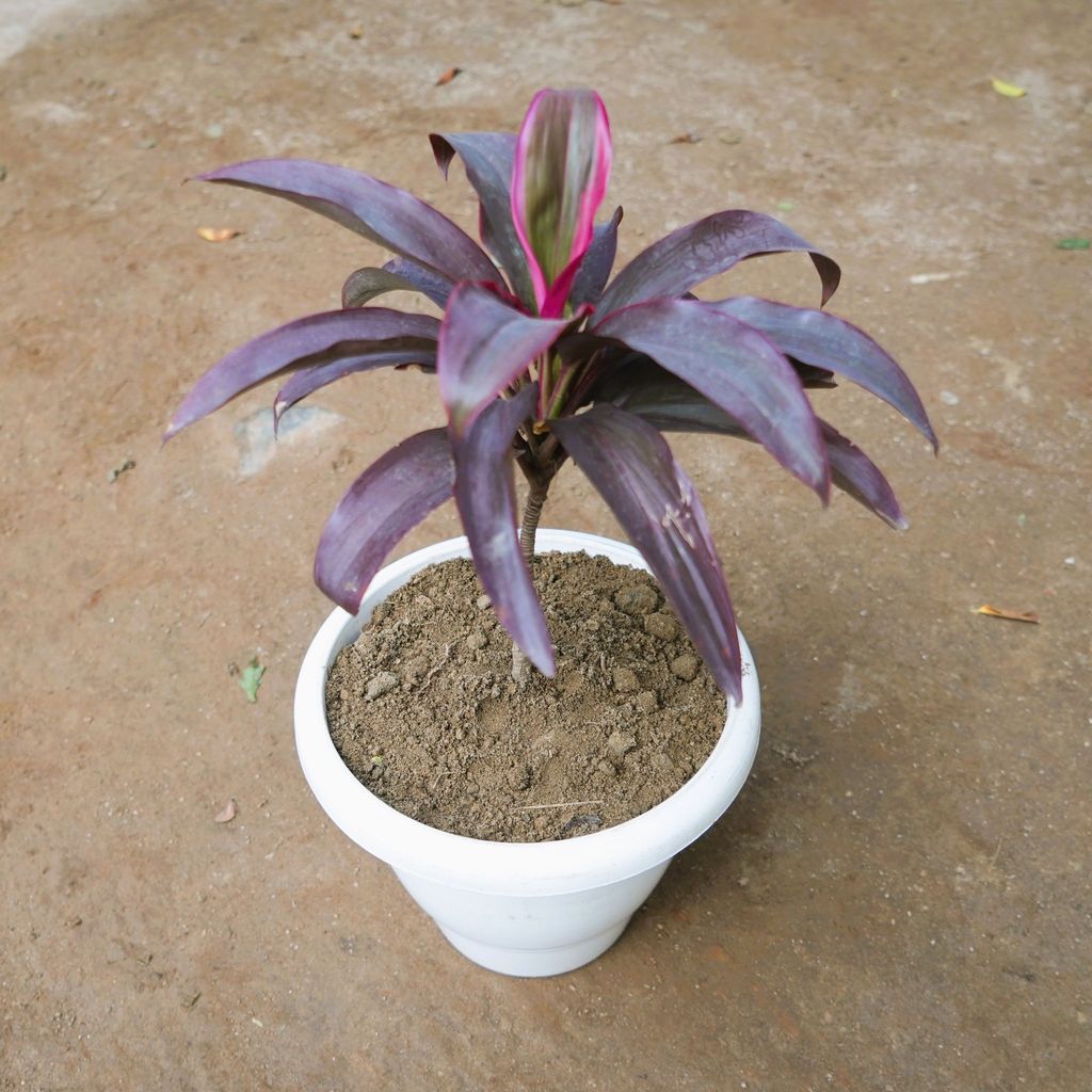 Dracaena Rosea in 10 Inch Classy White Plastic Pot