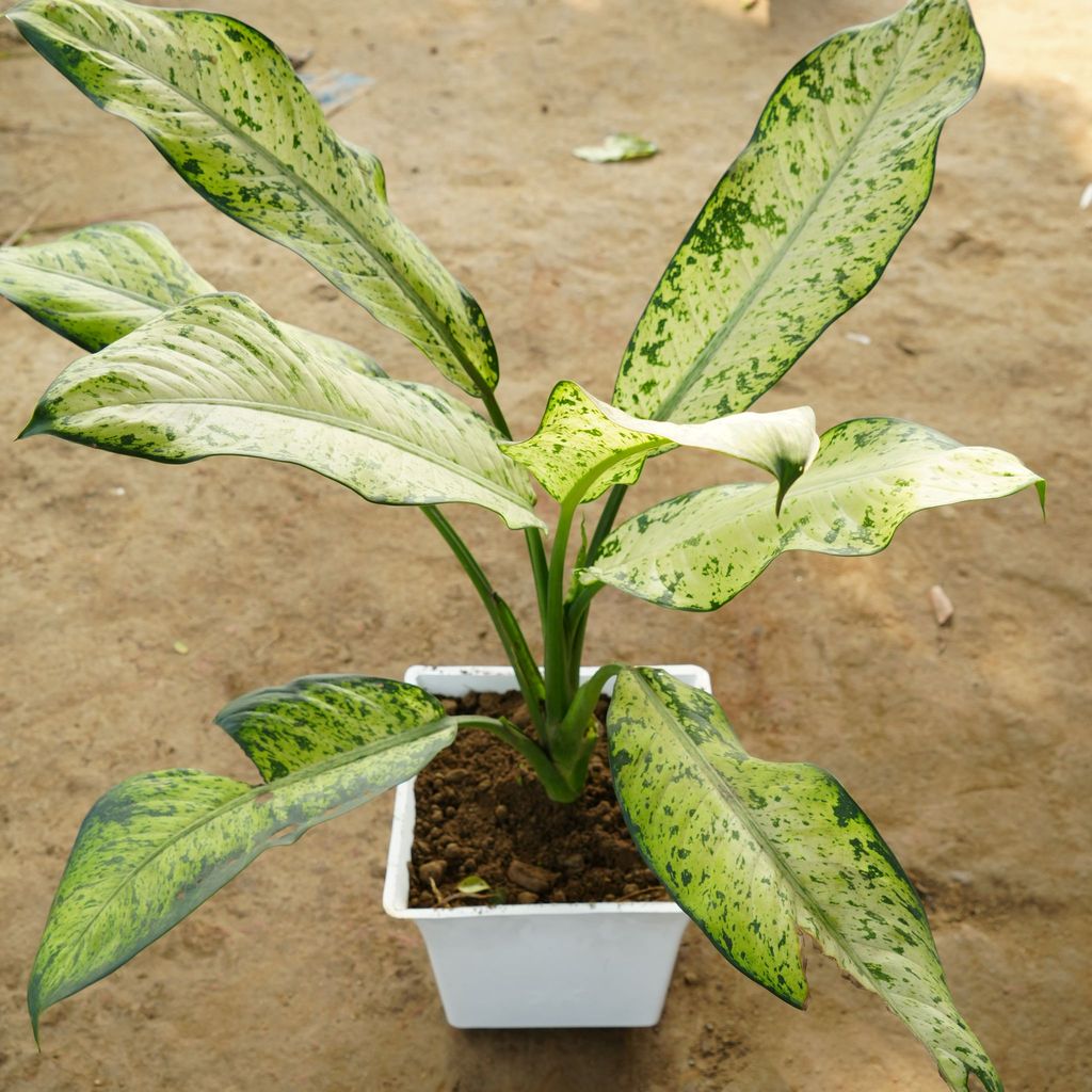 Dieffenbachia Star Bright in 10 Inch Classy Premium Uber Plastic Pot (any colour)