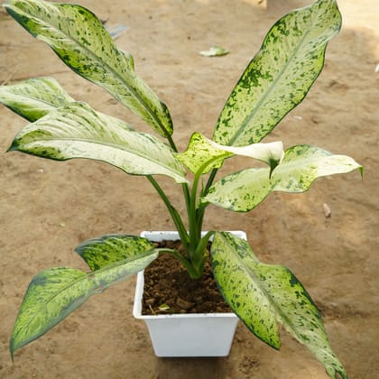 Buy Dieffenbachia Star Bright in 10 Inch Classy Premium Uber Plastic Pot (any colour) Online | Urvann.com