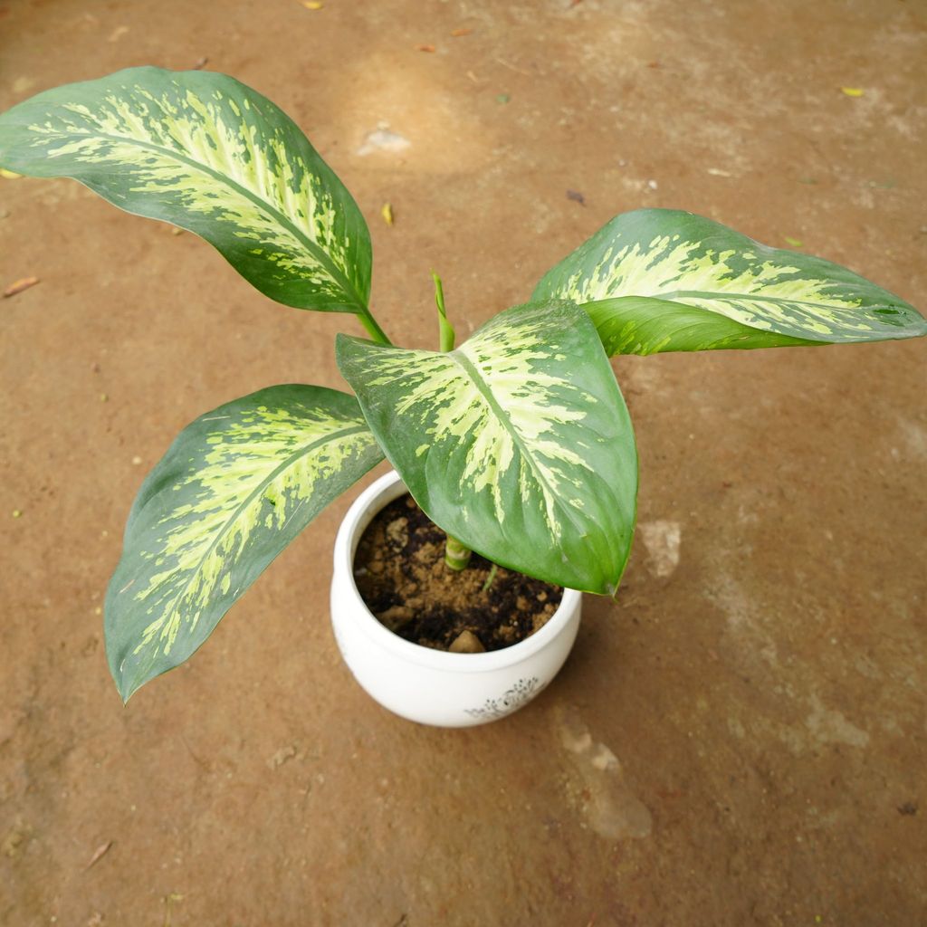 Dieffenbachia Seguin in 10 Inch Classy White Matki Designer Ceramic Pot (any design)