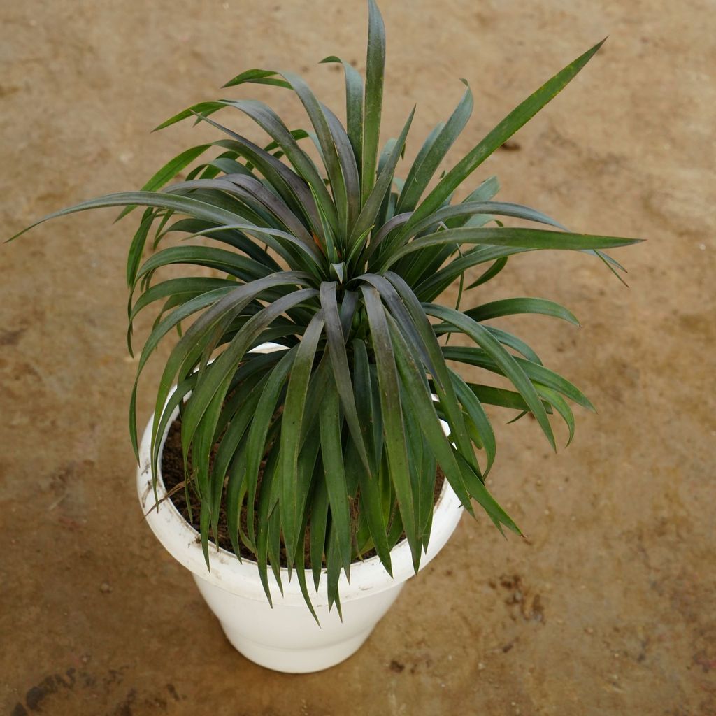 Gluca Yucca in 10 Inch Classy White Plastic Pot