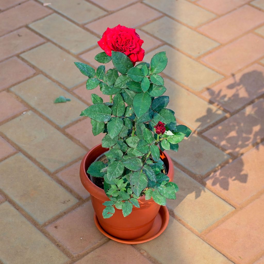 Rose Desi Red in 10 Inch Classy Red Plastic Pot with Tray