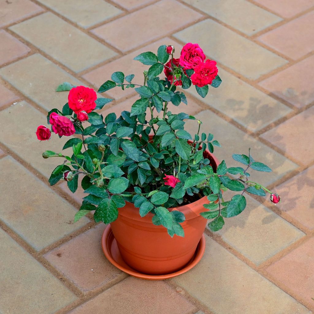 Rose Red in 7 Inch Classy Red Plastic Pot with Tray