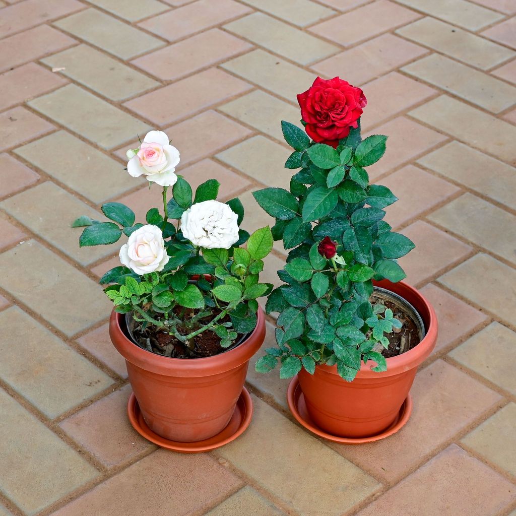 Set of 2 - Rose (Red & White) in 8 Inch Classy Red Plastic Pot with Tray