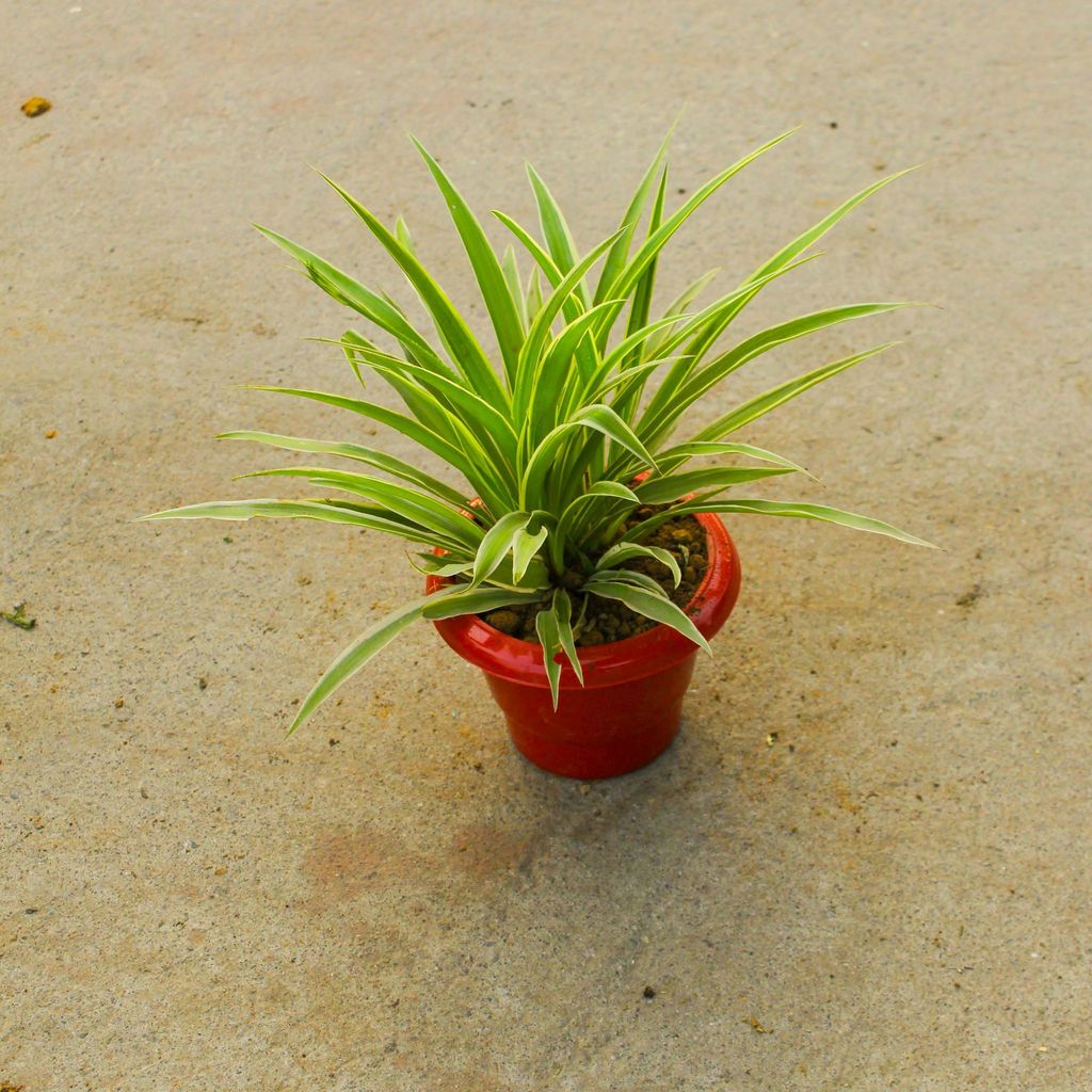 Spider in 6 Inch Classy Red Plastic Pot