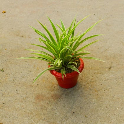 Buy Spider in 6 Inch Classy Red Plastic Pot Online | Urvann.com