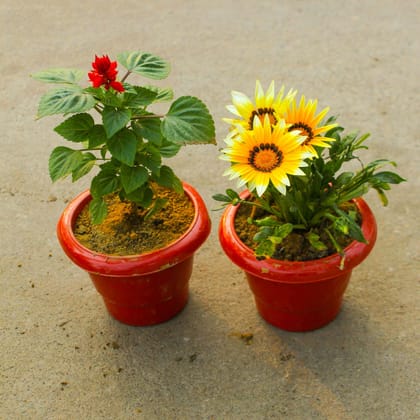 Buy Set of 2 - Salvia & Gazania (any colour) in 6 Inch Classy Red Plastic Pot Online | Urvann.com