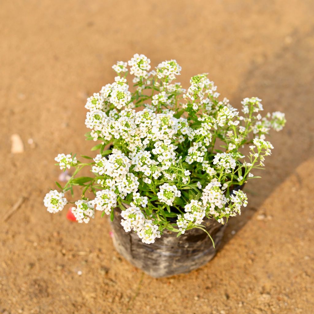 Alyssum (any colour) in 4 Inch Nursery Bag