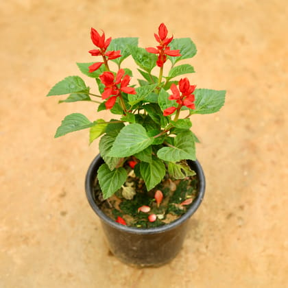 Buy Salvia (any colour) in 6 Inch Nursery Pot Online | Urvann.com