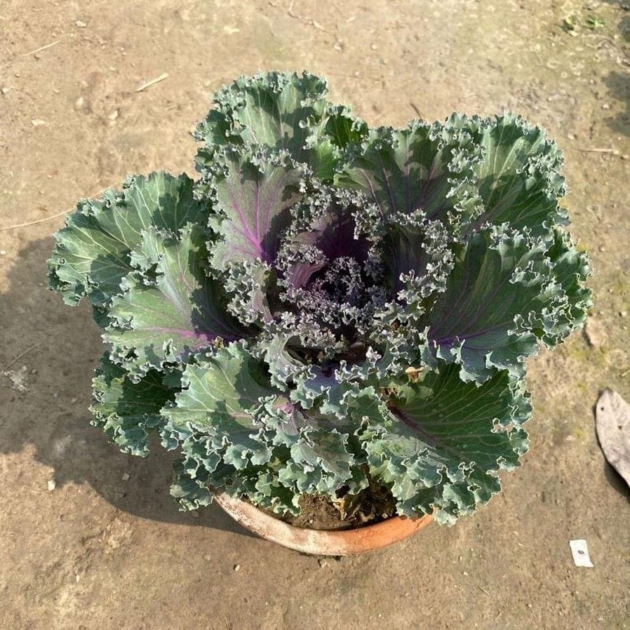 Kale Green Purple in 8 Inch Clay Pot