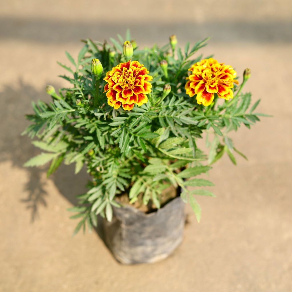 French Marigold / Genda (any colour) in 4 Inch Nursery Bag