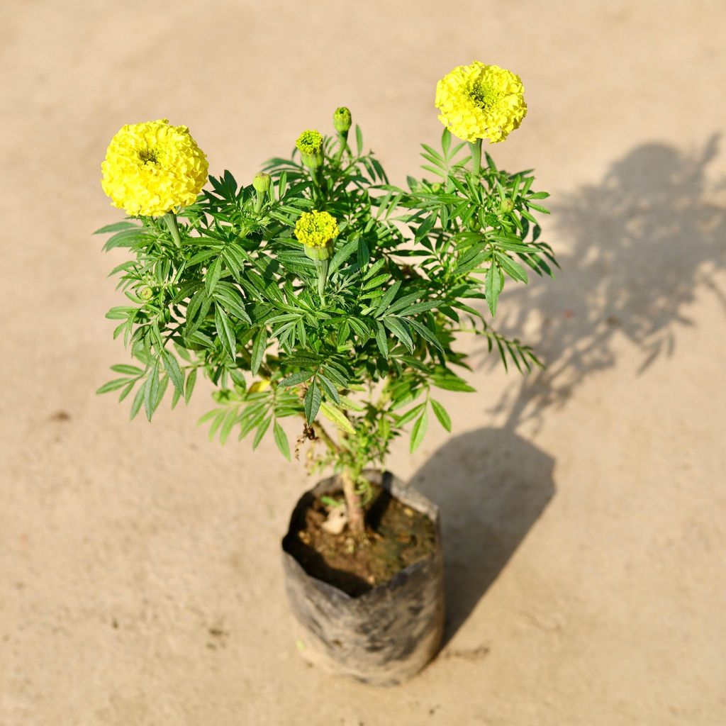 Marigold / Genda Yellow in 4 Inch Nursery Bag