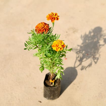 Buy French Marigold (any colour) in 4 Inch Nursery Bag Online | Urvann.com