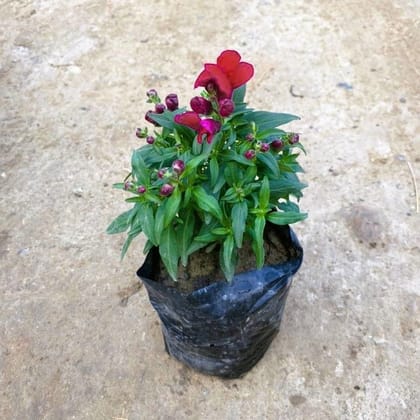 Buy Dog Flower (any colour) in 4 Inch Nursery Bag Online | Urvann.com