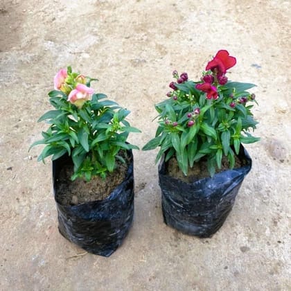 Buy Set of 2 - Dog Flower (any colour) in 4 Inch Nursery Bag Online | Urvann.com