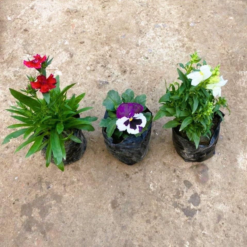 Set of 3 - Seasonal Flowering Plants (Petunia, Dog Flower & Dianthus) (any colour ) in 4 Inch Nursery Bag