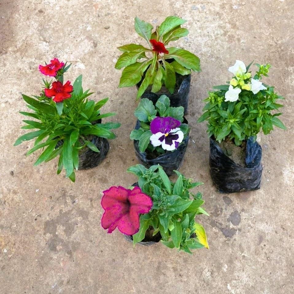 Set of 5 - Seasonal Flowering Plants (Celosia,Pansy,Petunia, Dog Flower & Dianthus) (any colour ) in 4 Inch Nursery Bag