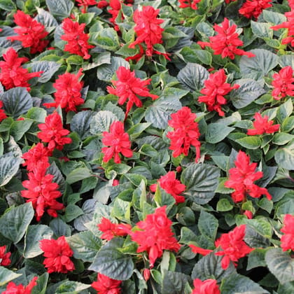 Buy Salvia Red in 4 Inch Nursery Bag Online | Urvann.com