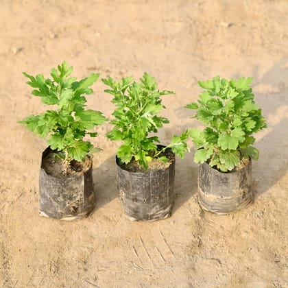 Buy Set of 3 - Chrysanthemum / Guldawari sapling (any colour) in 4 Inch Nursery Bag Online | Urvann.com