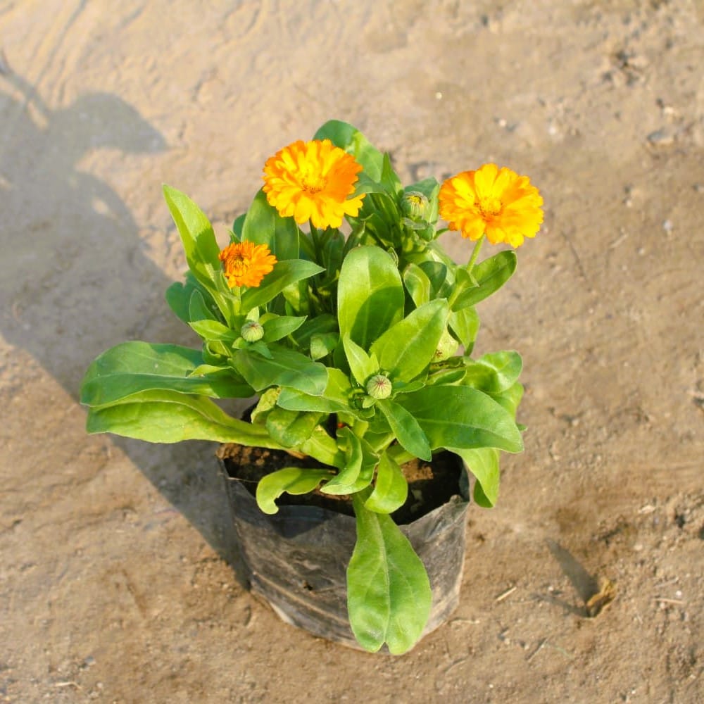 Calendula (any colour) in 4 Inch Nursery Bag