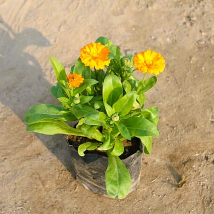 Buy Calendula (any colour) in 4 Inch Nursery Bag Online | Urvann.com