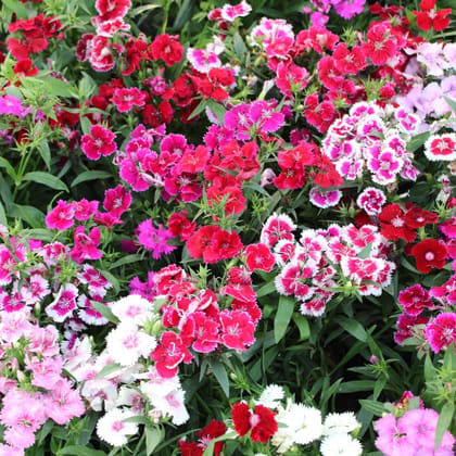 Buy Dianthus (any colour) in 4 Inch Nursery Bag Online | Urvann.com