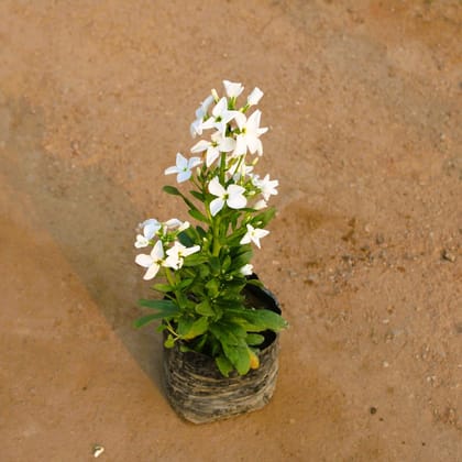 Buy Stock White in 4 Inch Nursery Bag Online | Urvann.com