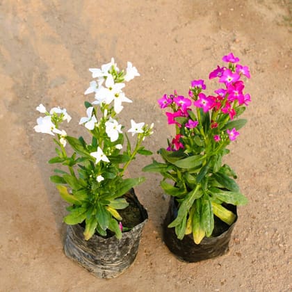 Buy Set of 2 - Stock (White & Pink) in 4 Inch Nursery Bag Online | Urvann.com