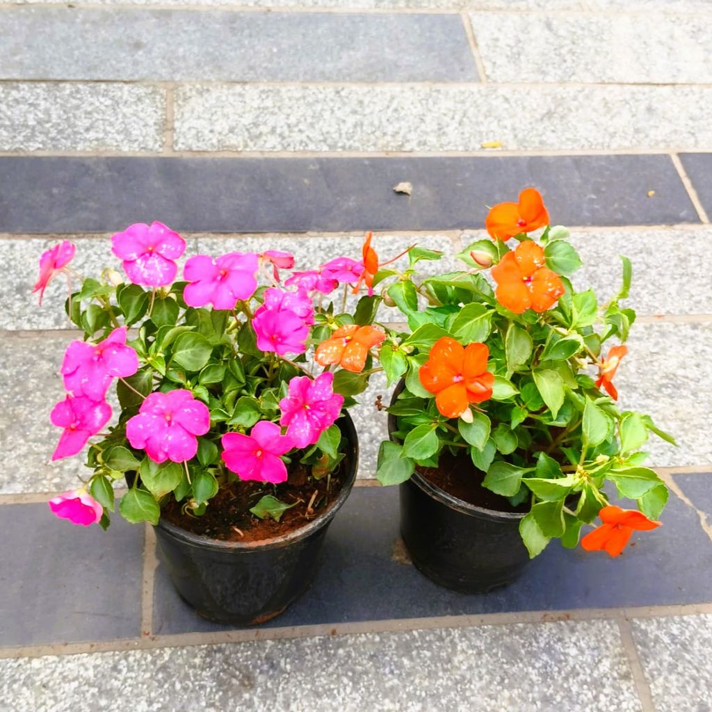 Set of 2 - Impatient Balsamina (Pink & Orange) in 5 Inch Nursery Pot