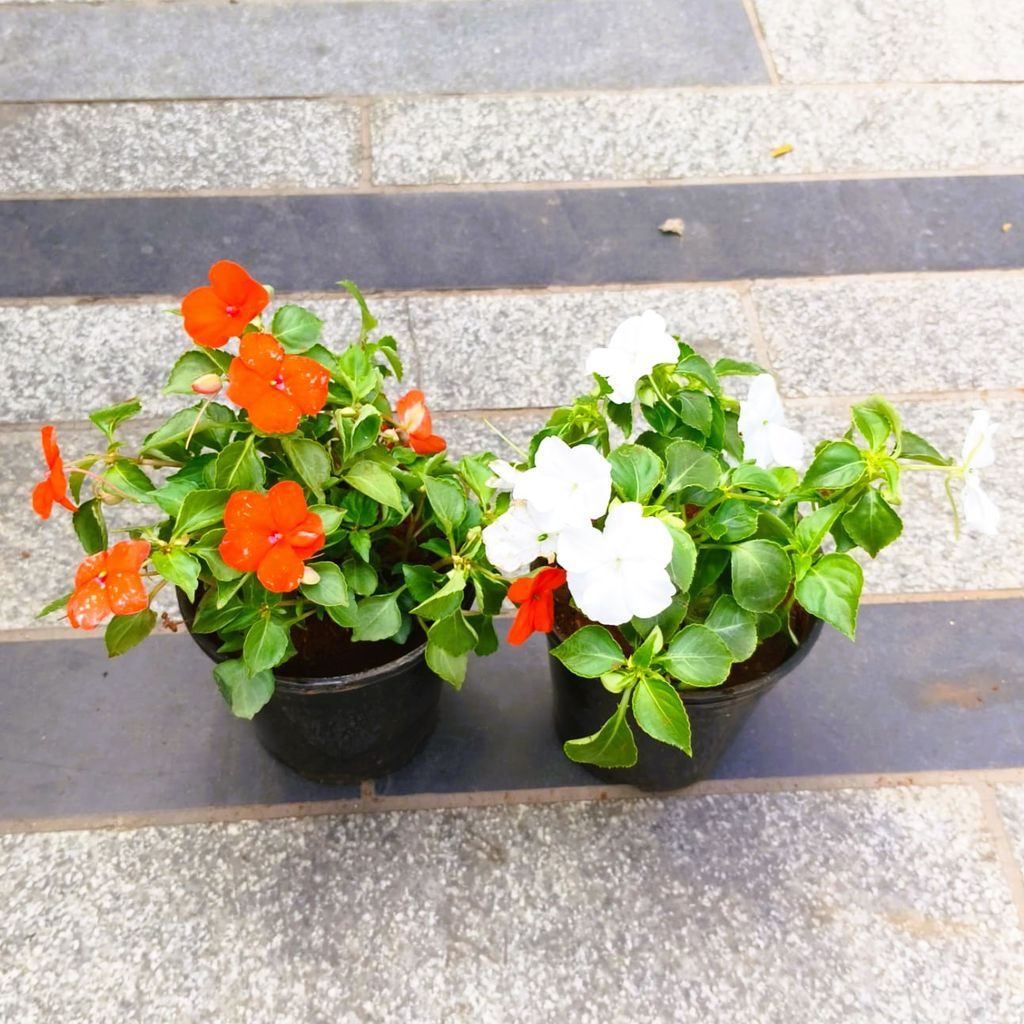 Set of 2 - Impatient Balsamina (White & Orange) in 5 Inch Nursery Pot