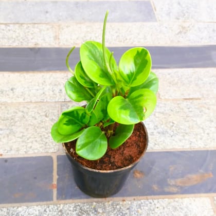 Buy Peperomia / Radiator Plant Green in 5 Inch Nursery Pot in 5 Inch Nursery Bag Online | Urvann.com