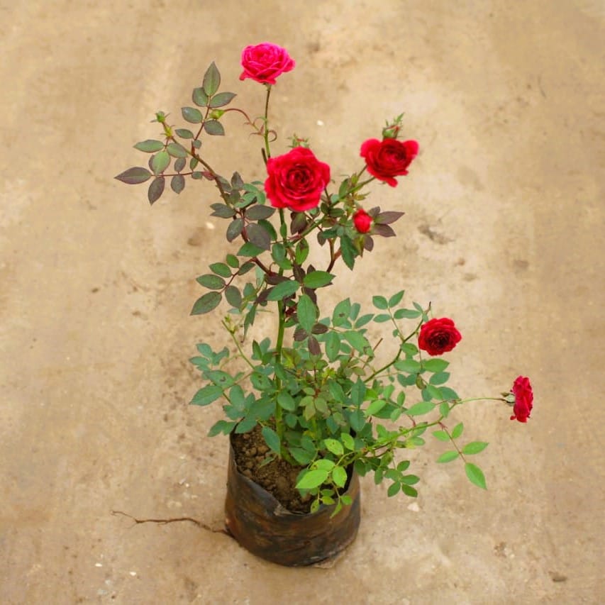 Miniature Rose Red in 7 Inch Nursery Bag