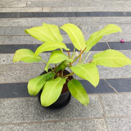 Buy Philodendron Golden in 5 Inch Nursery Pot with Tray in 5 Inch Nursery Bag Online | Urvann.com