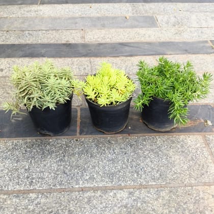 Buy Set of 3 - Sedum Succulent (White, Yellow & Green) in 4 Inch Nursery Pot in 5 Inch Nursery Bag Online | Urvann.com