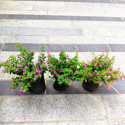 Buy Set of 3 - Cuphea / False Heather Pink in 4 Inch Nursery Bag in 5 Inch Nursery Bag Online | Urvann.com