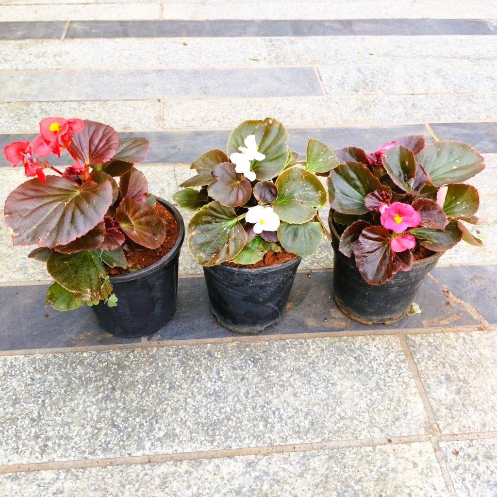 Set of 3 - Begonia (Red, White & Pink) in 4 Inch Nursery Pot