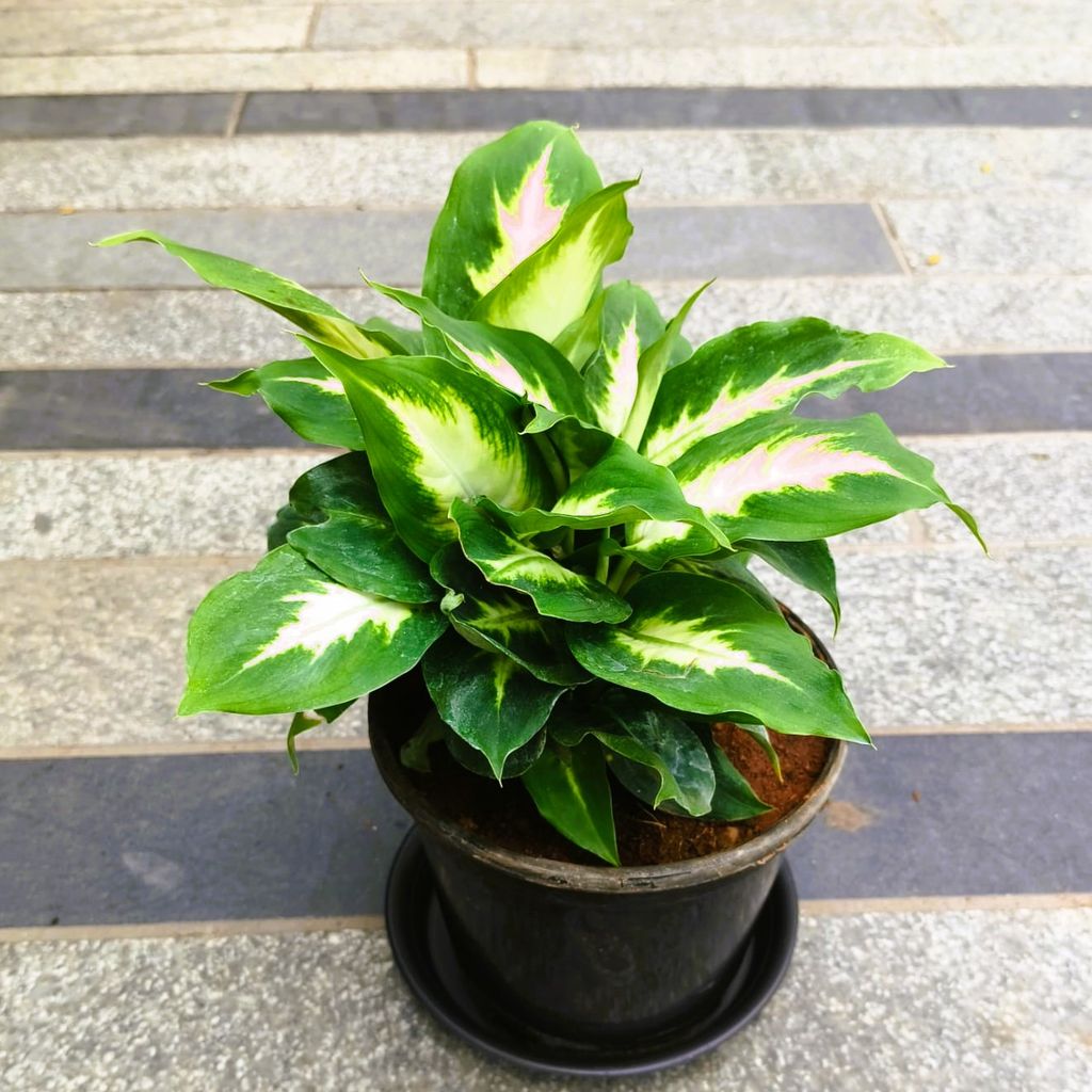 Dieffenbachia Triumph in 4 Inch Nursery Pot with Tray