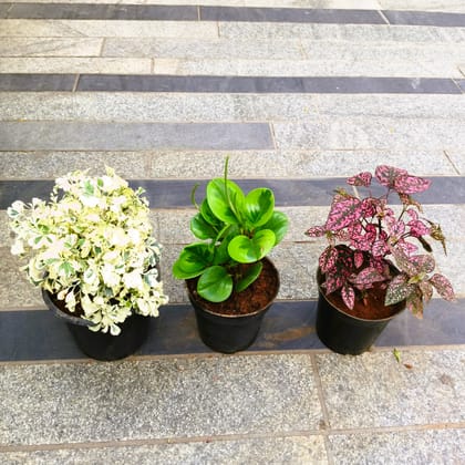 Buy Set of 3 - Peperomia / Radiator Plant Green, Aralia White & Polka Dot Carmina in 5 Inch Nursery Pot in 5 Inch Nursery Bag Online | Urvann.com